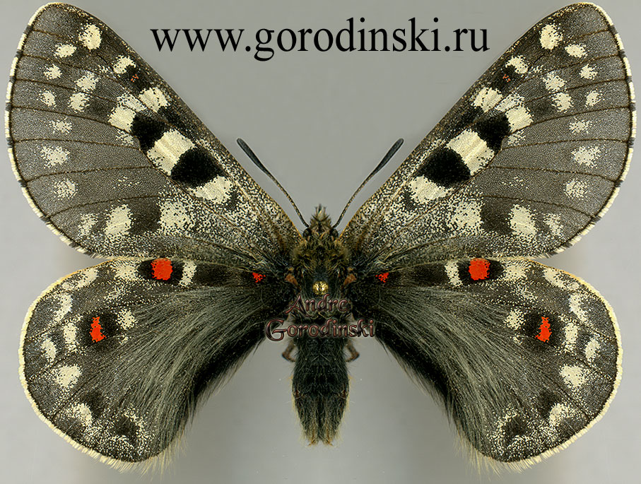 http://www.gorodinski.ru/papilionidae/Parnassius acco tchernyshevi.jpg